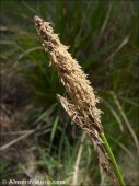 Carex camposii