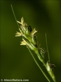 Carex muricata
 ssp pairae