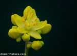 Haplophyllum rosmarinifolium