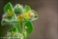 Euphorbia hirsuta
