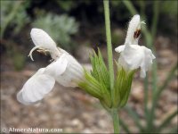 Salvia lavandulifolia
 ssp vellerea