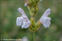 Salvia lavandulifolia
 subsp. oxyodon