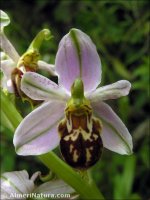 Ophrys apifera
 ssp jurana