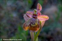 Ophrys x heraultii