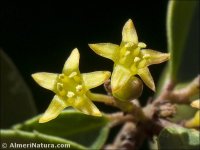 Rhamnus myrtifolia
 ssp iranzoi