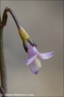 Wahlenbergia lobelioides
 ssp nutabunda