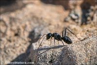 Camponotus amaurus