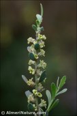 Thymelaea tartonraira subsp. valentina (Flores masculinas)
