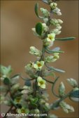 Thymelaea tartonraira subsp. valentina
