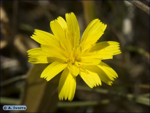 Hedypnois arenaria