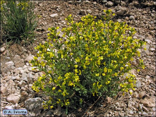 external image vella-peusedocytisus-peusedocytisus1.jpg