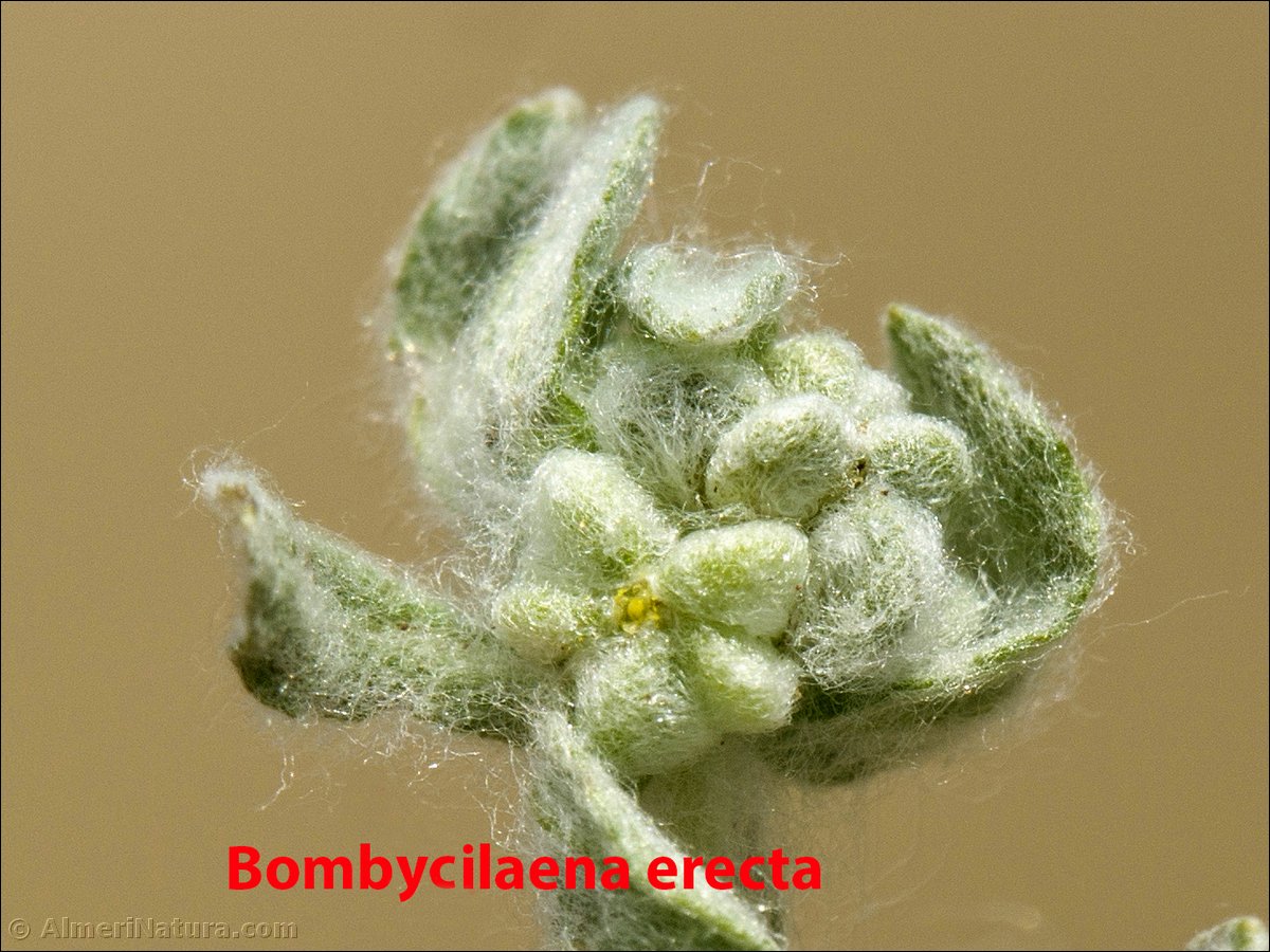 Bombicylaena erecta