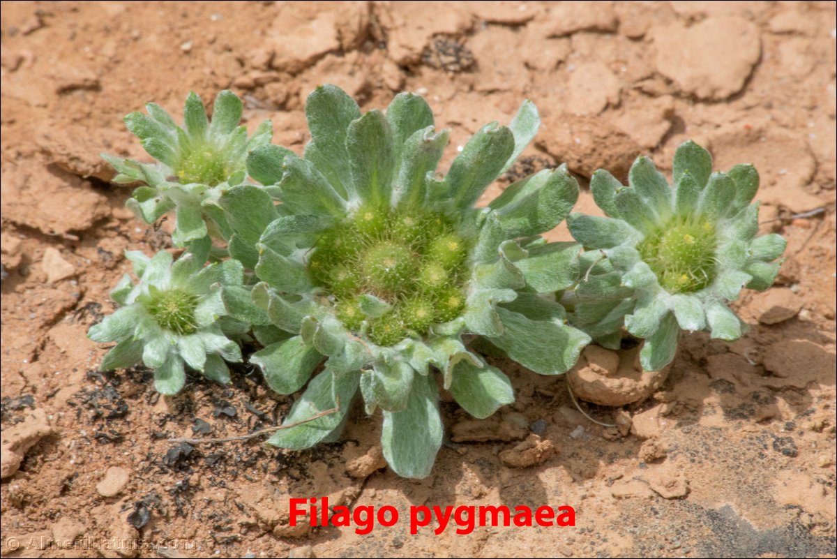 Filago pygmaea