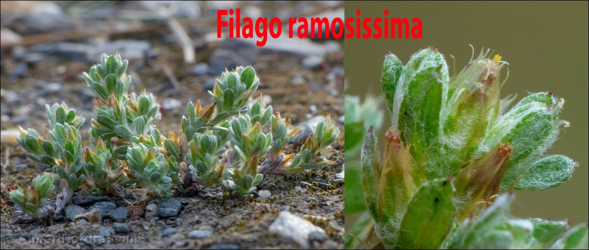 Filago ramosissima