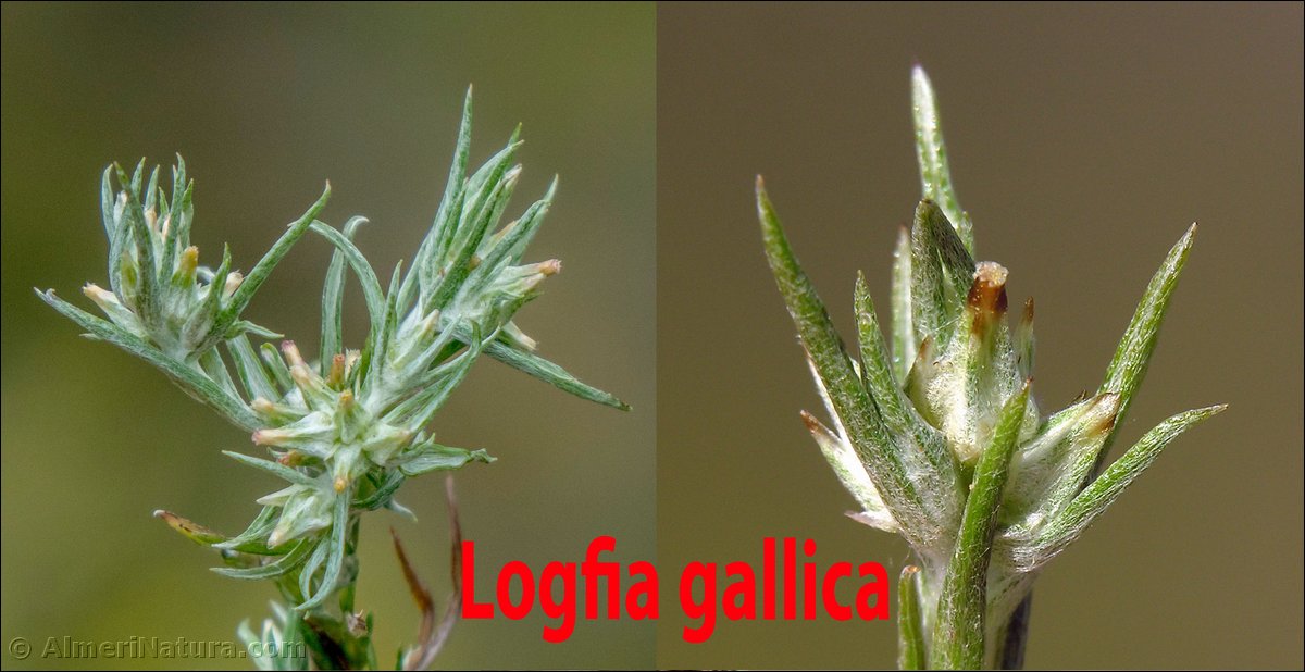 Logfia gallica