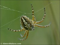 Aculepeira sp.