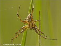 Aculepeira sp.