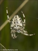 Araneus diadematus