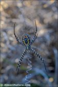 Argiope trifasciata