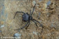 Latrodectus tredecimgusttatus