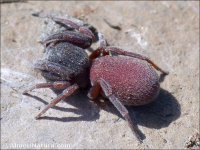 Palpimanus gibbulus