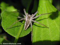 Pisaura mirabilis