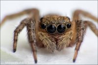 Salticidae