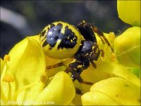 Synema globosum