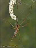 Tetragnatha sp.