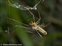 Tetragnatha sp.