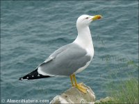 Gaviota patiamarilla