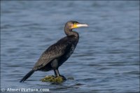 Cormorán grande