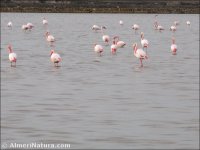 Flamencos