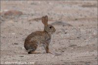 Oryctolagus cuniculus