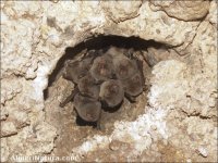 Myotis myotis