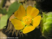 Abutilon theophrasti