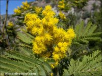 Acacia dealbata