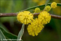 Acacia saligna