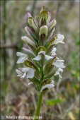 Acanthus mollis