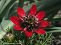 Adonis aestivalis
 ssp squarrosa