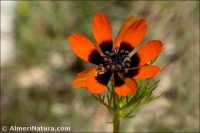 Adonis flammea