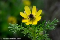 Adonis microcarpa