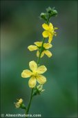 Agrimonia eupatoria