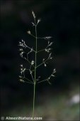 Agrostis canina
 ssp granatensis