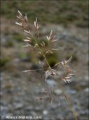 Agrostis castellana