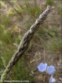 Agrostis stolonifera