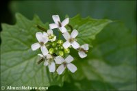 Alliaria petiolata