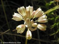 Allium longispathum