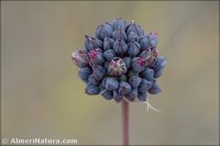 Allium melananthum