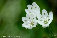 Allium neapolitanum